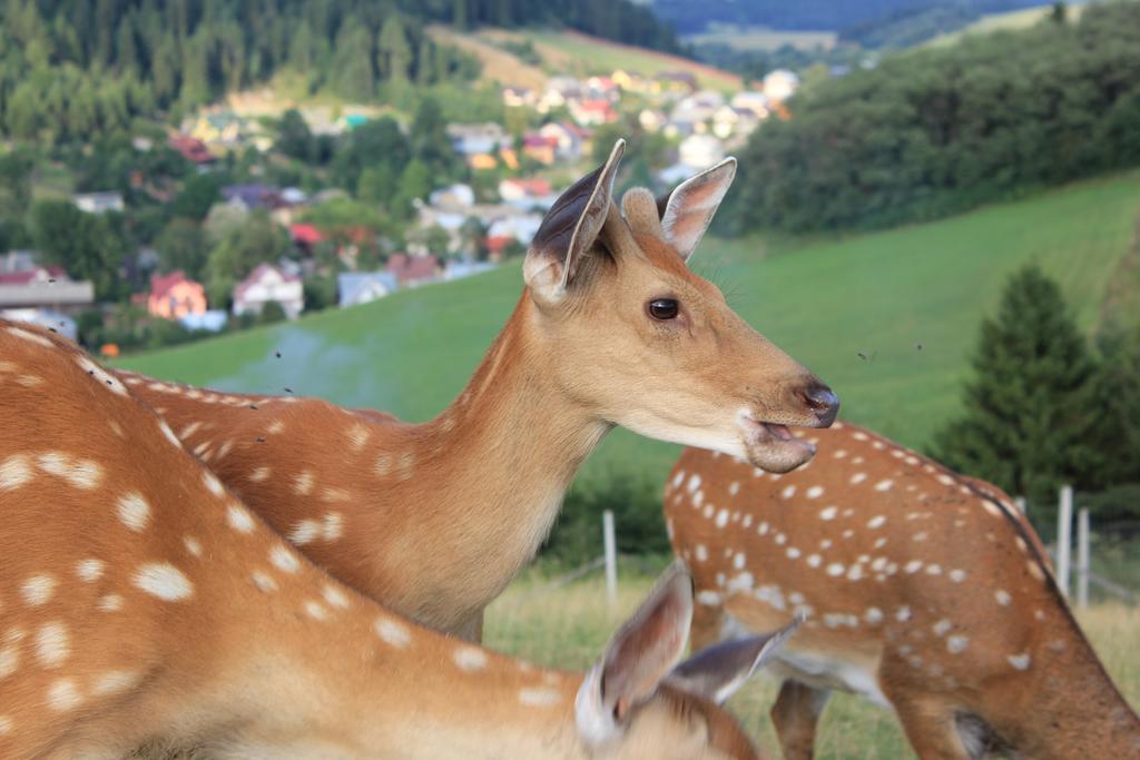 Lapszanska Ostoja Villa Łapsze Niżne Buitenkant foto